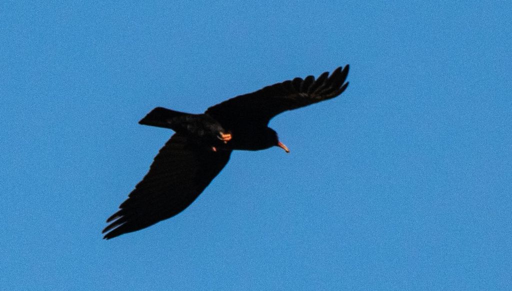 Gracchio corallino nel piacentino?